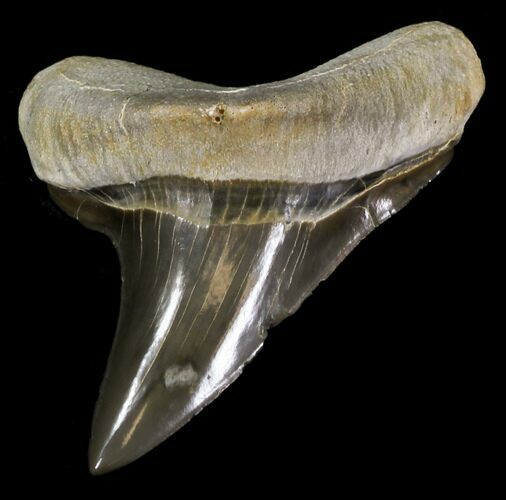 Nice Cretoxyrhina Shark Tooth - Kansas #31636
